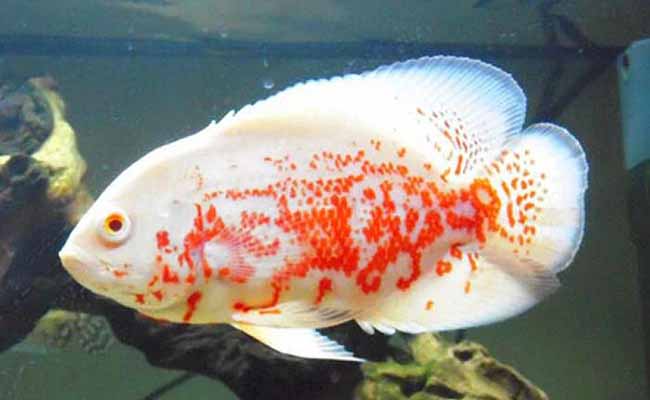 Oscars (Astronotus Ocellatus)