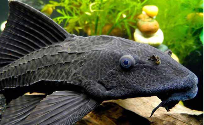 Plecos (Hypostomus Plecostomus)