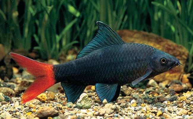 Red-Tailed Black Sharks (Epalzeorhynchus Bicolor)