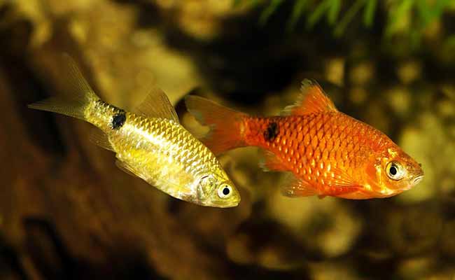 Rosy Barbs (Barbus Conchonius)