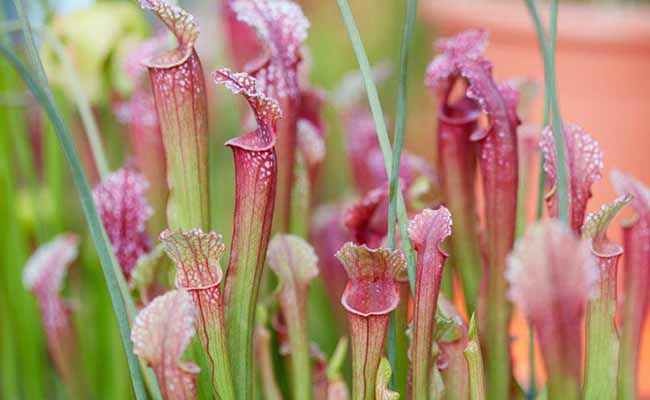 Sarracenia Pitchers