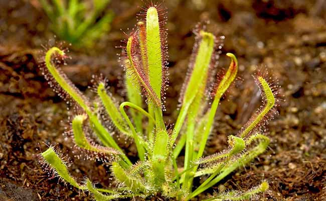 Sundews (Drosera)