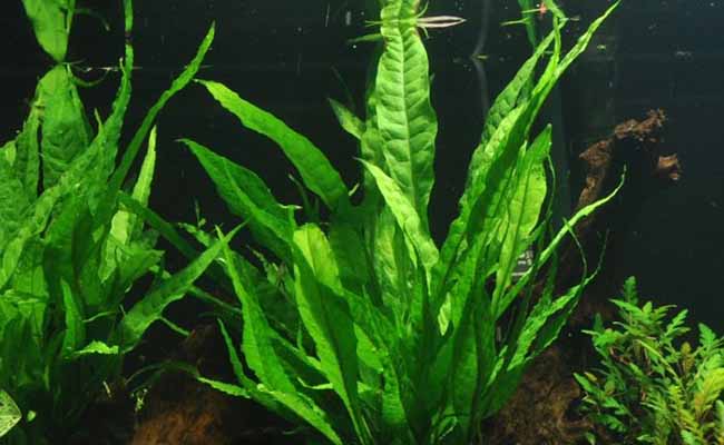 Tropica Java Fern