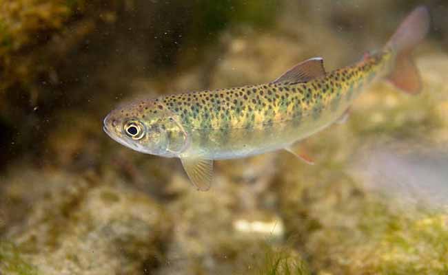 Trout fish (Oncorhynchus mykiss)