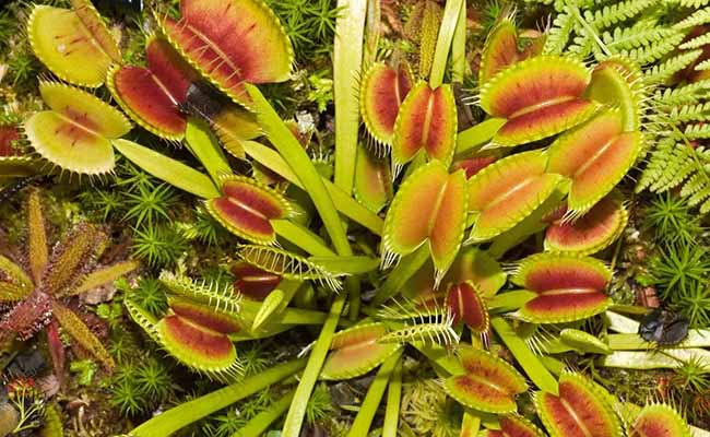 Venus Flytraps (Dionaea muscipula)