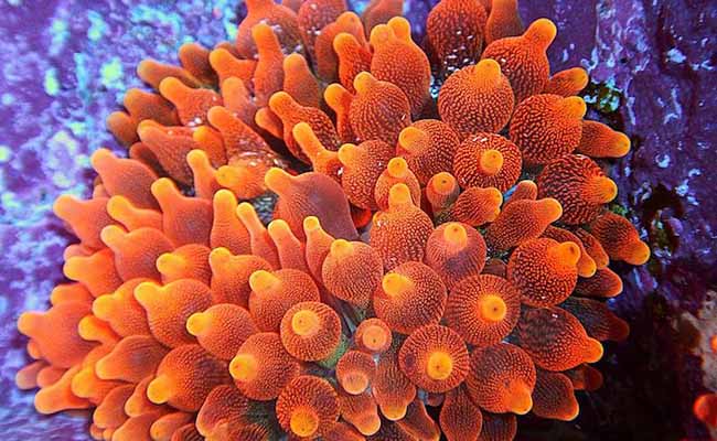 Bubble-tip anemone