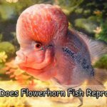 How Does Flowerhorn Fish Reproduce