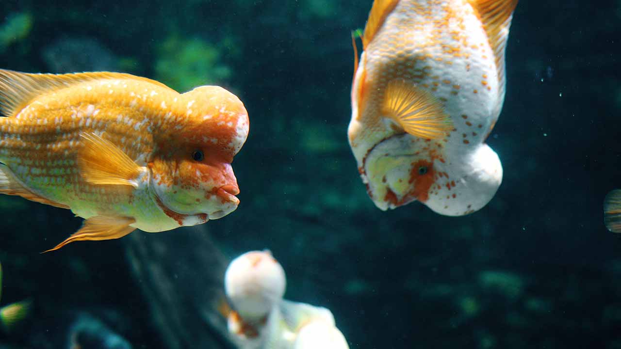 flowerhorn types