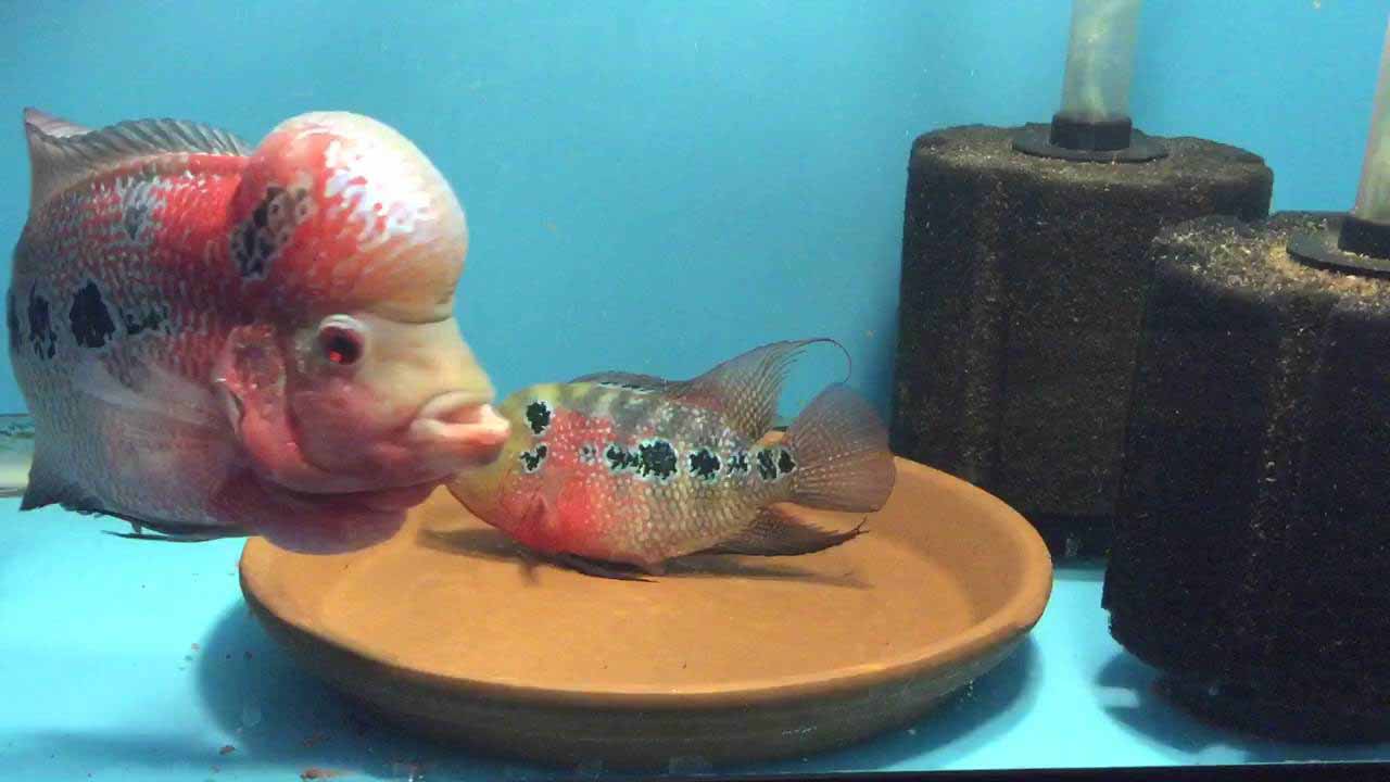 how to breed flowerhorns