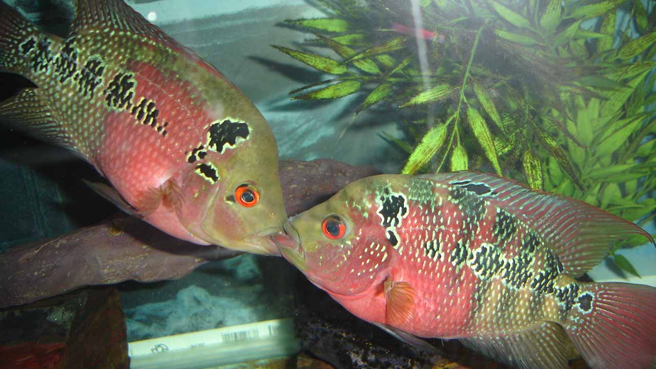 can flowerhorns reproduce