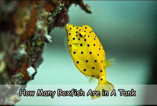 How Many Boxfish Are in A Tank