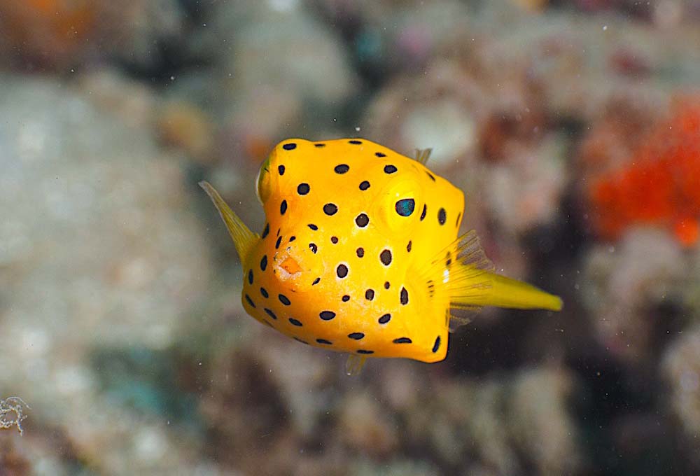 yellow boxfish