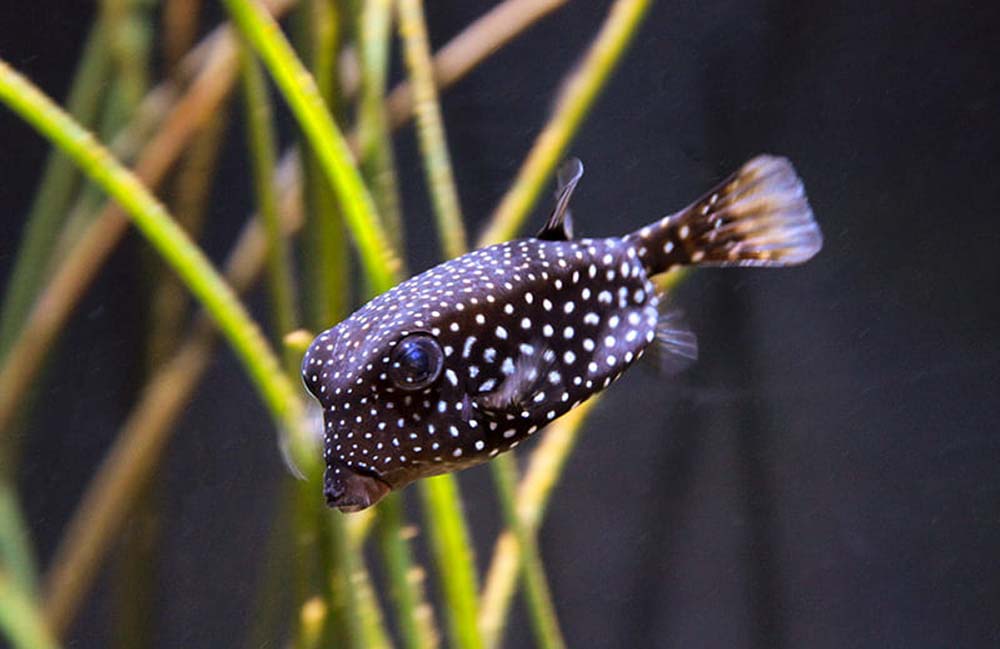 boxfish