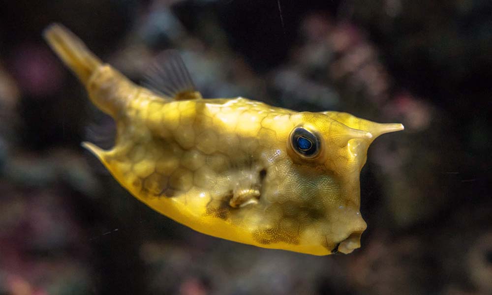 how many boxfish