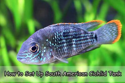 How to Set Up South American Cichlid Tank