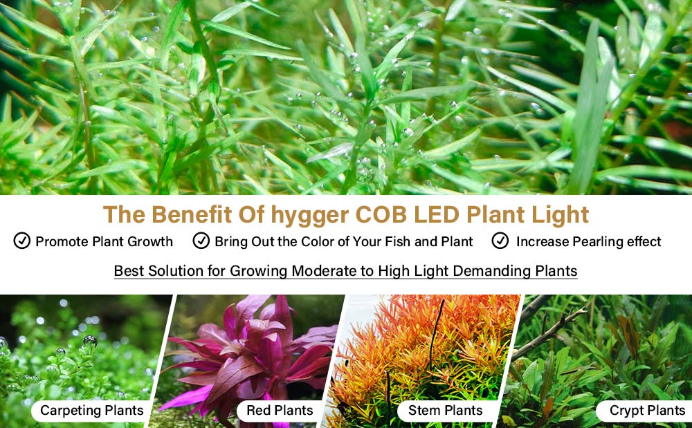 hygger plant light benefit