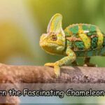 Learn the Fascinating Chameleon Pet