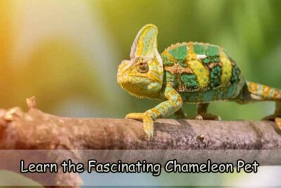 Learn the Fascinating Chameleon Pet