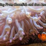 Learning From Clownfish and Sea Anemone