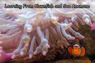 Learning From Clownfish and Sea Anemone