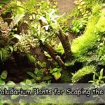 Live Paludarium Plants for Scaping the Tank