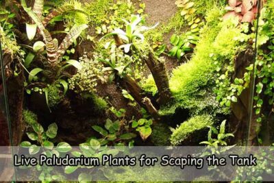Live Paludarium Plants for Scaping the Tank