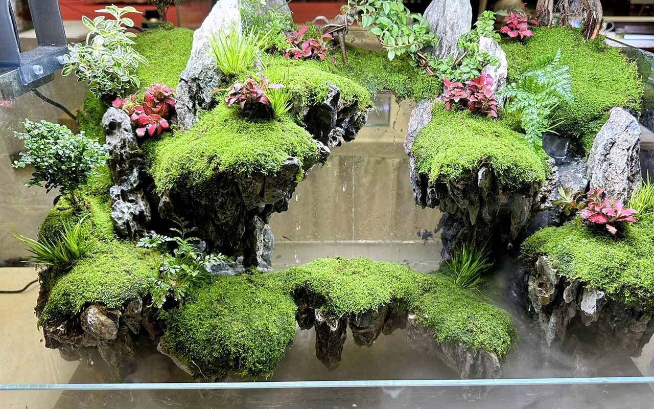 paludarium plants