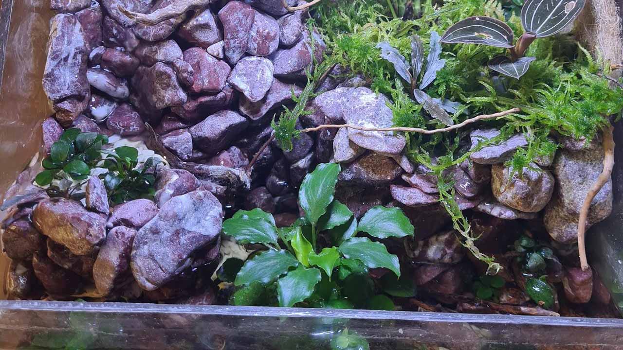 plants for paludarium