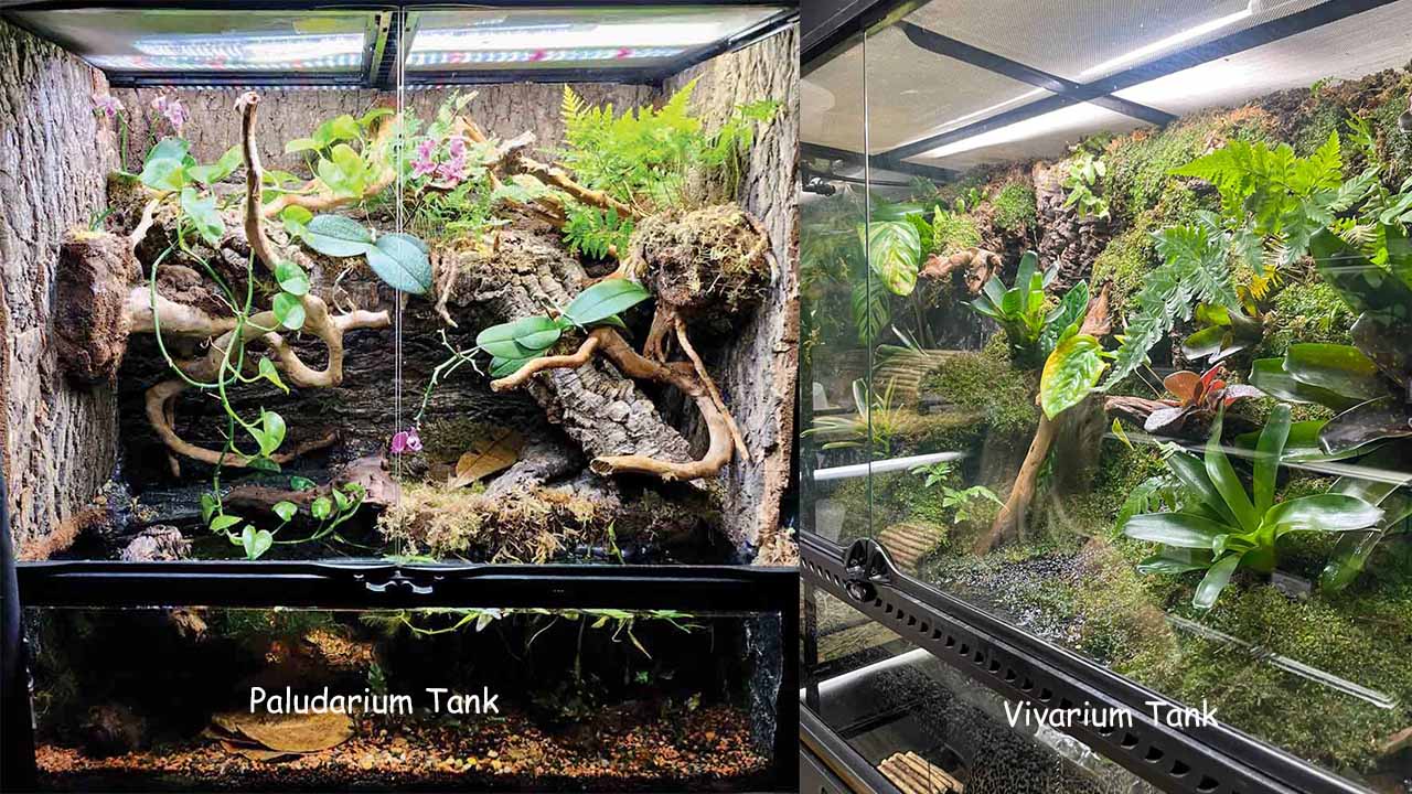 Vivarium vs paludarium