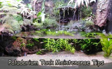 Paludarium Tank Maintenance Tips to Keep Aesthetics