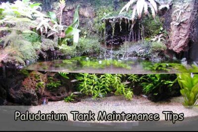 Paludarium Tank Maintenance Tips to Keep Aesthetics