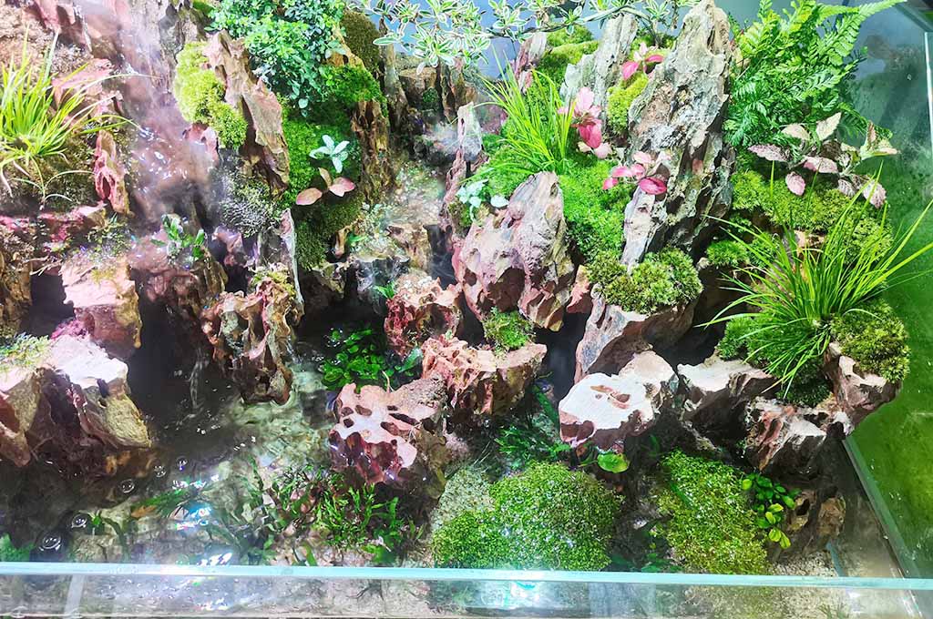 Keep Paludarium tank aesthetics