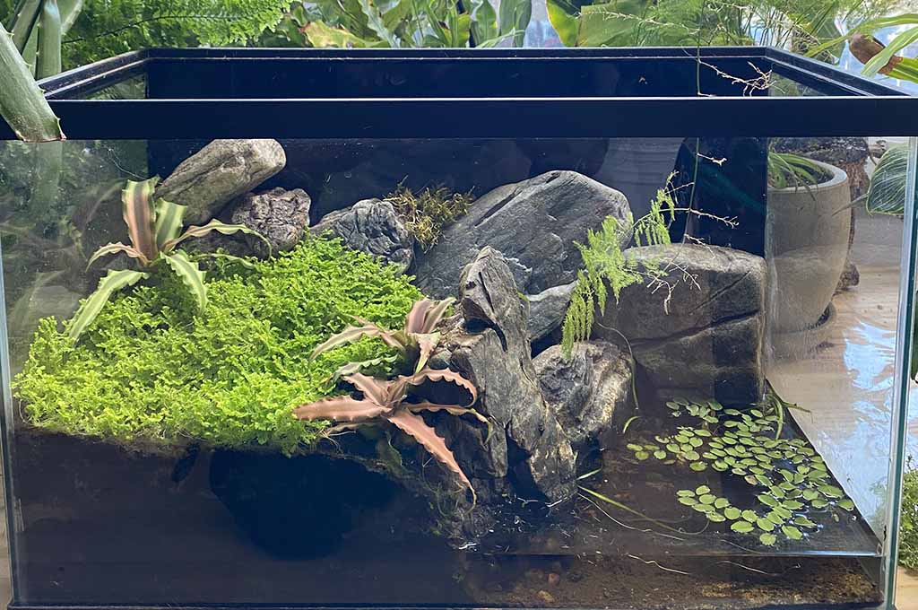 Paludarium Tank Maintenance Tips