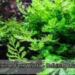 The African Fern World – Bolbitis Heudelotii