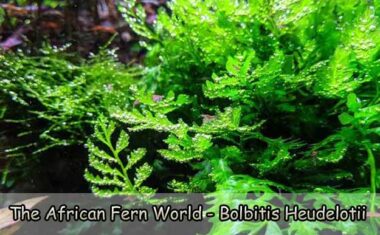 The African Fern World – Bolbitis Heudelotii