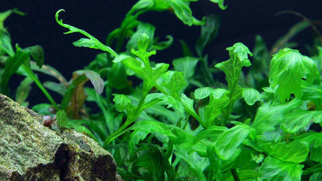 bolbitis aquarium plant