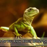 What Do You Know About Water Dragon