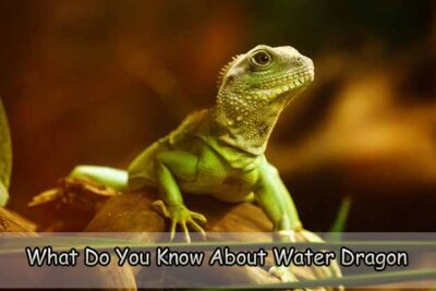 What Do You Know About Water Dragon
