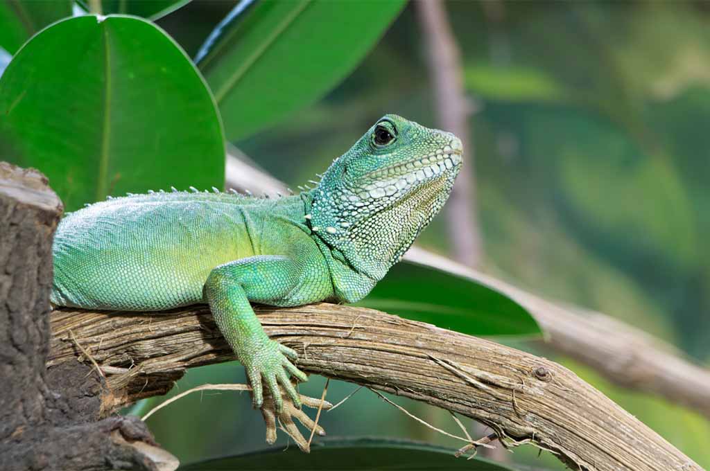 asian water dragon