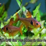 What Fish Will Eat Plants in the Aquarium Part 2