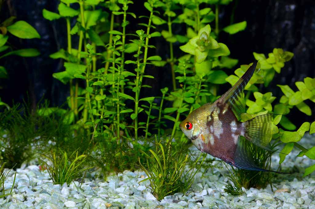 what fish eat plants