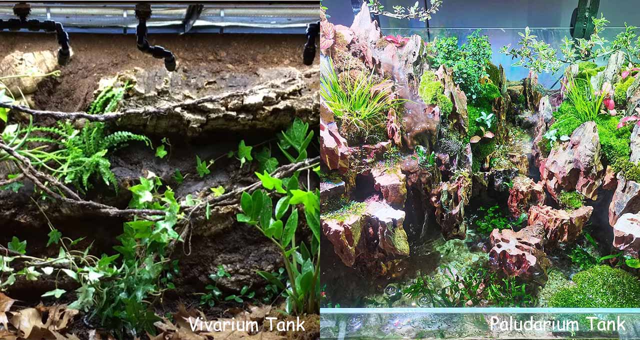 Vivarium vs paludarium