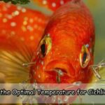 What is the Optimal Temperature for Cichlid Breeds