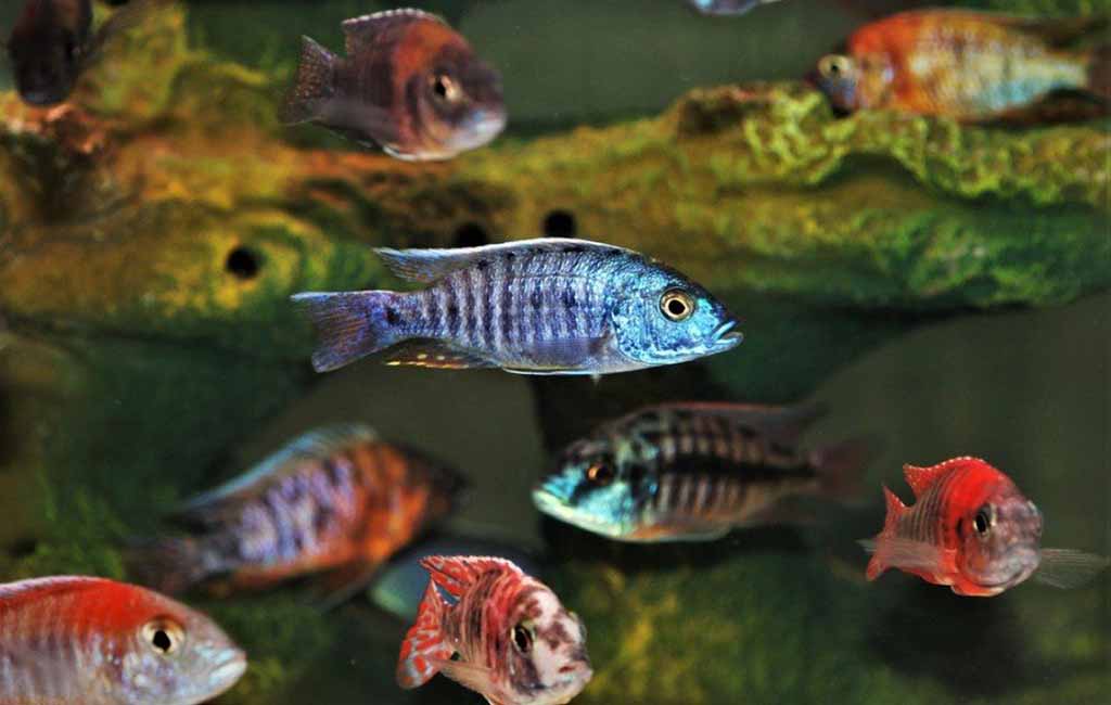 cichlid breeding behavior