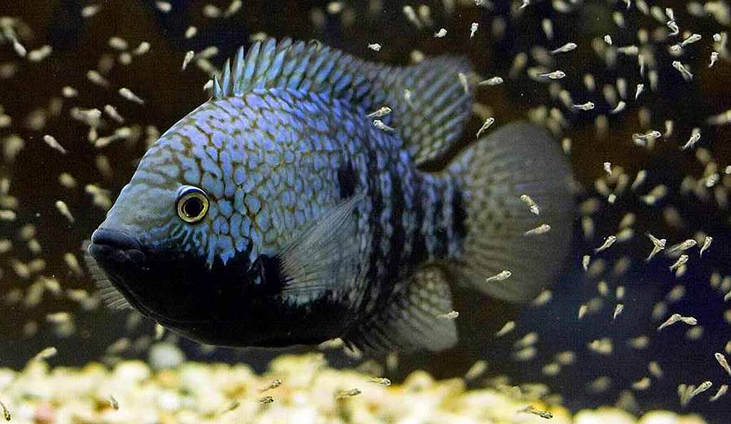 Cichlid Breeds