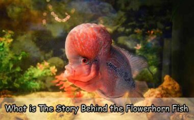 What is The Story Behind the Flowerhorn Fish