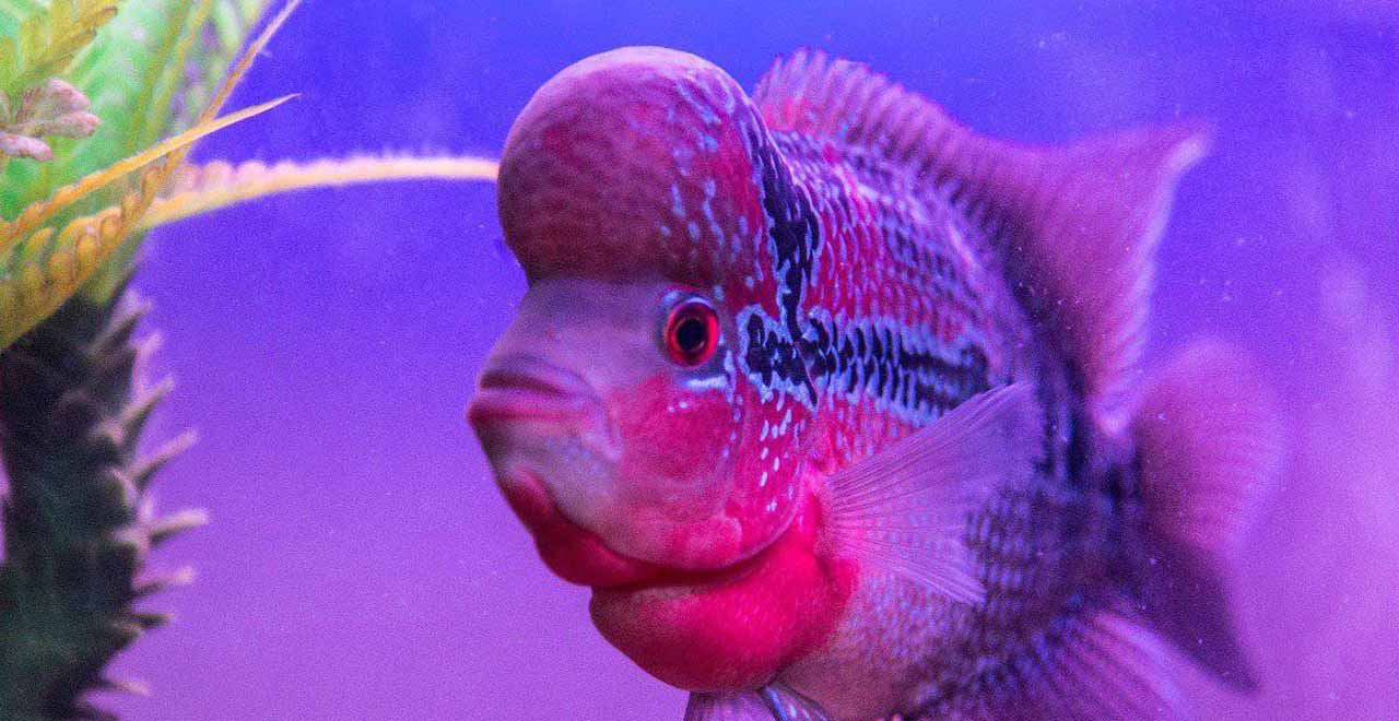 Flowerhorn fish story