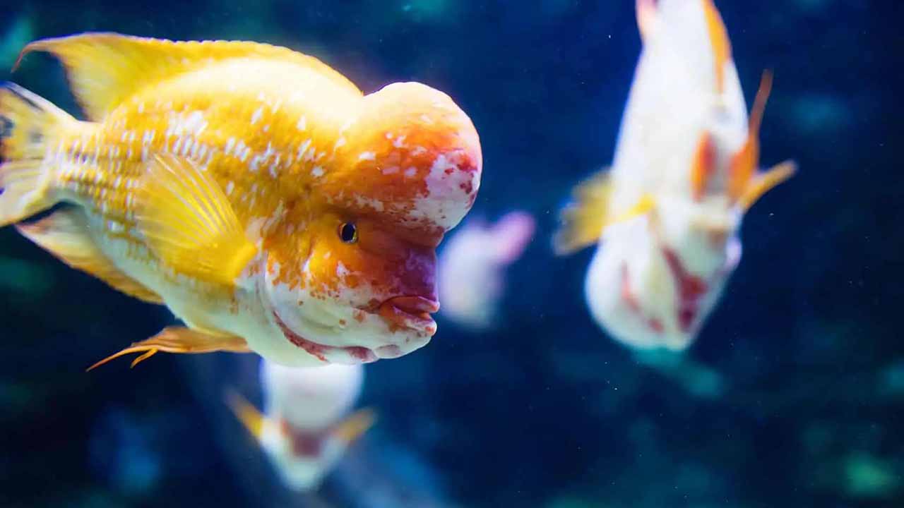 flowerhorn fish story