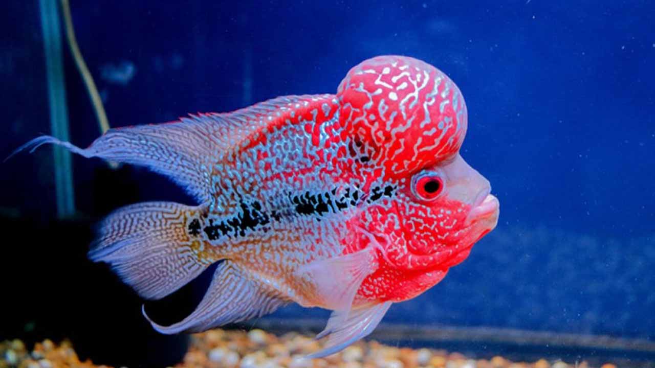 Flowerhorn fish