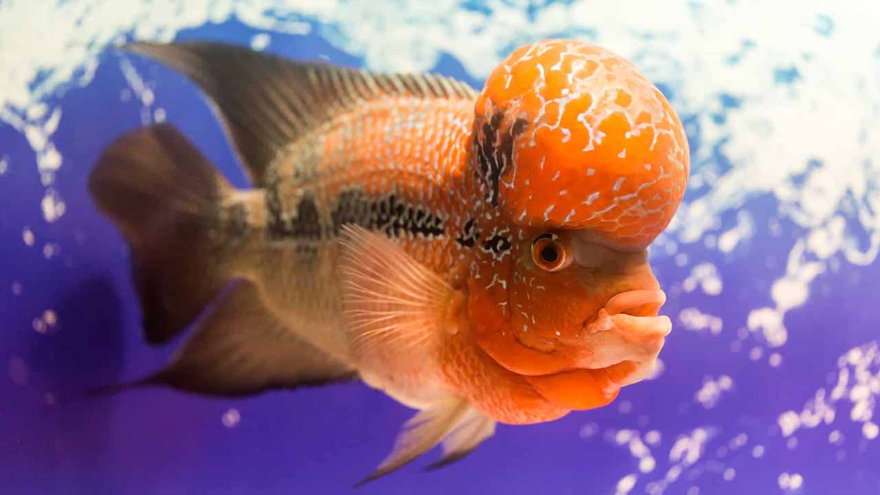 Flowerhorn fish anecdote